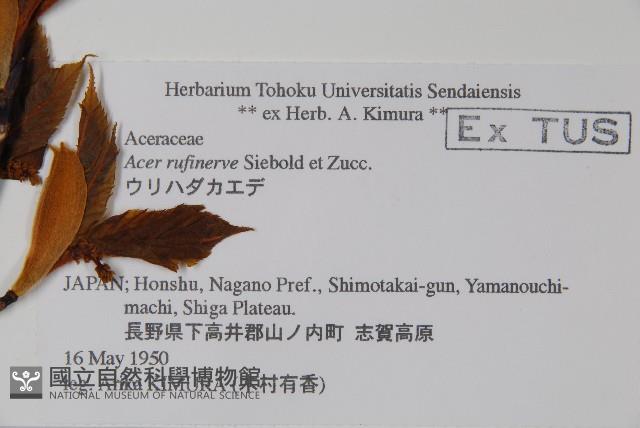 褐脈槭藏品圖，第2張