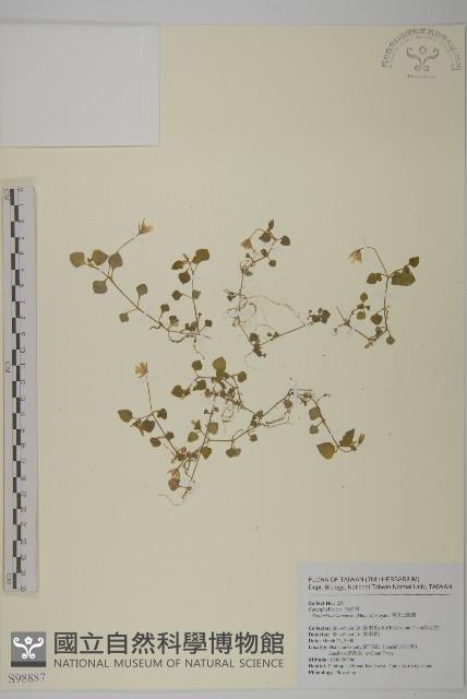 阿里山繁縷藏品圖，第1張