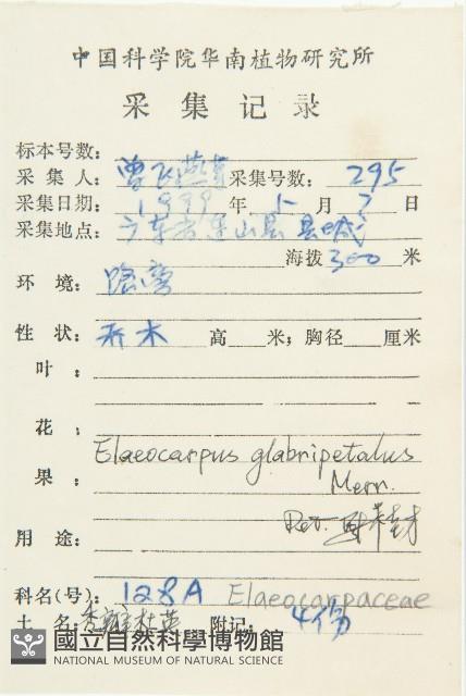 禿瓣杜英藏品圖，第2張