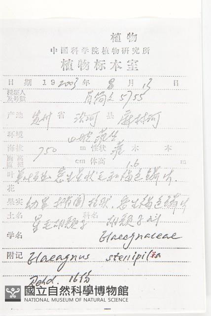 星毛胡頹子藏品圖，第2張