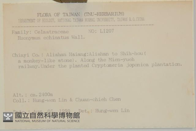 刺果衛矛藏品圖，第2張