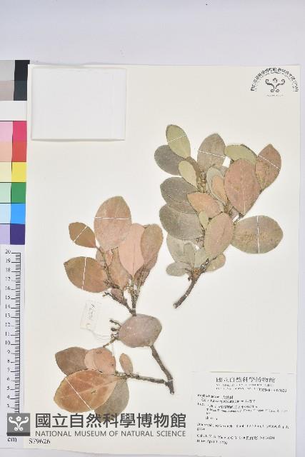 白樹仔藏品圖，第1張