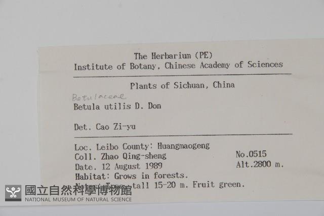 糙皮樺藏品圖，第2張