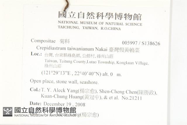 臺灣假黃鵪菜藏品圖，第2張