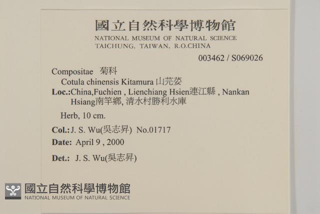 山芫荽藏品圖，第2張