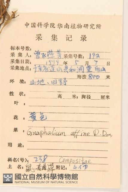 鼠麴草藏品圖，第2張