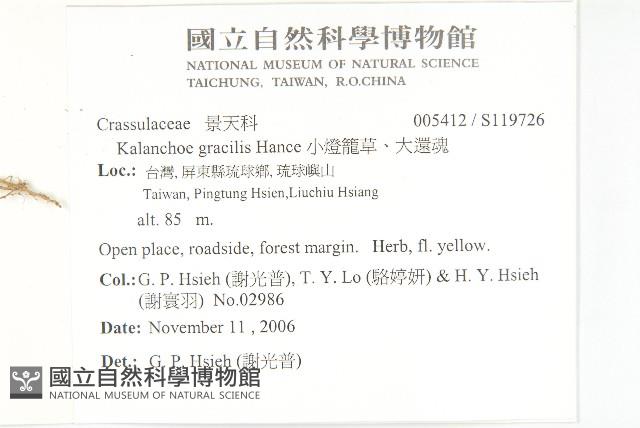 小燈籠草、大還魂藏品圖，第2張