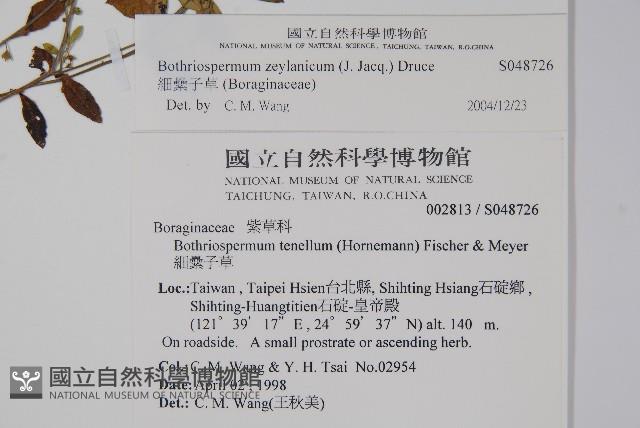 田代氏澤蘭藏品圖，第2張