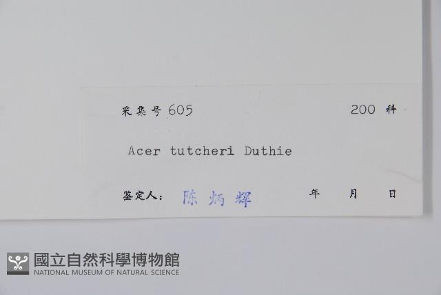 嶺南槭藏品圖，第2張