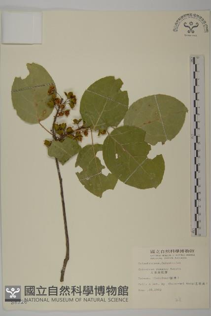 大葉南蛇藤藏品圖，第1張