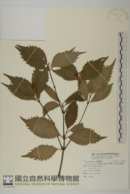 草珊瑚、紅果金粟蘭藏品圖，第1張