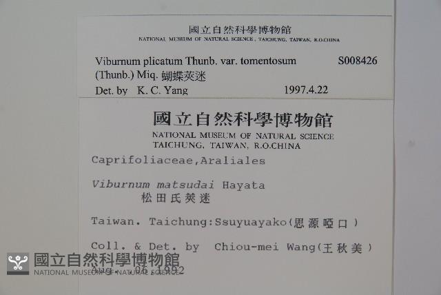 蝴蝶莢迷藏品圖，第2張