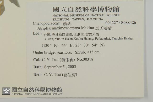 馬氏濱藜藏品圖，第2張