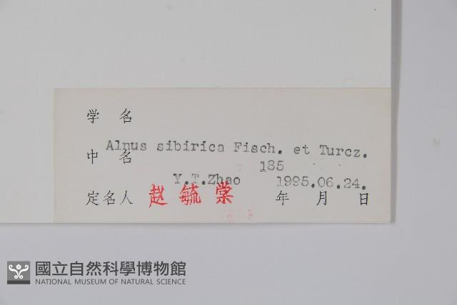 遼東赤楊、遼東榿木、毛赤楊藏品圖，第2張