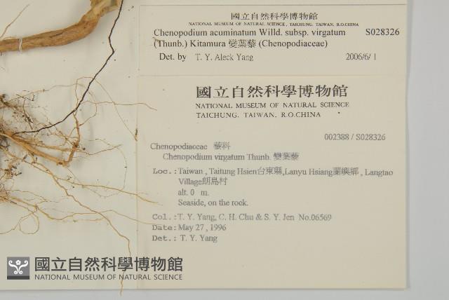 變葉藜藏品圖，第2張