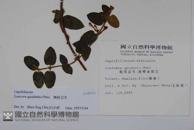 無梗忍冬藏品圖，第2張