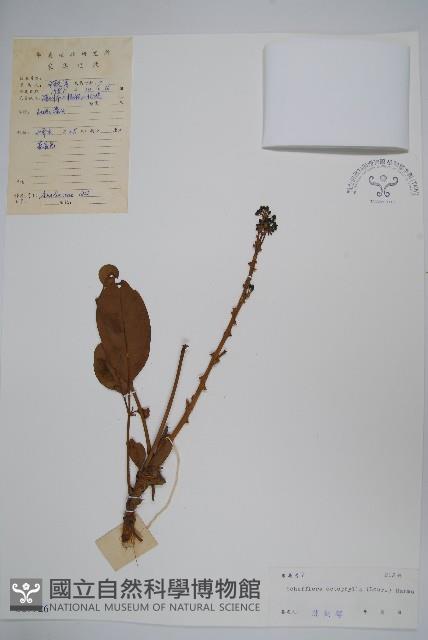 鵝掌柴、江某、鴨腳樹藏品圖，第1張