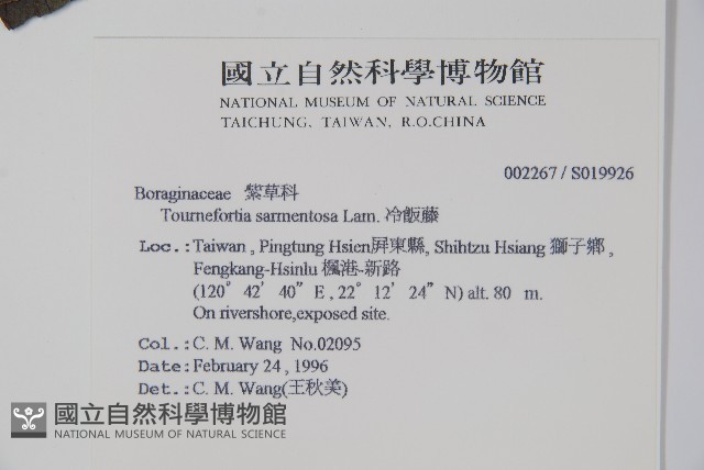 冷飯藤藏品圖，第2張