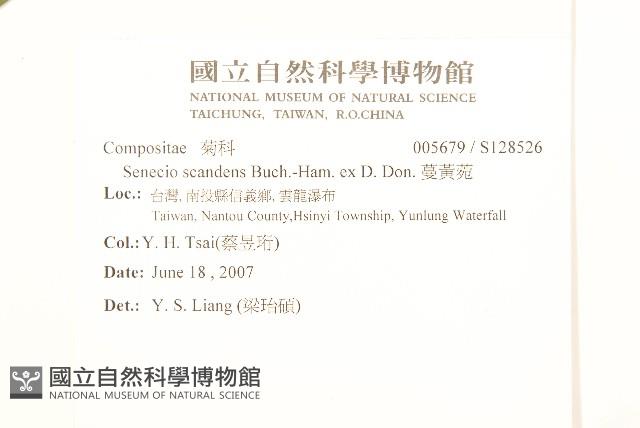 蔓黃菀藏品圖，第2張