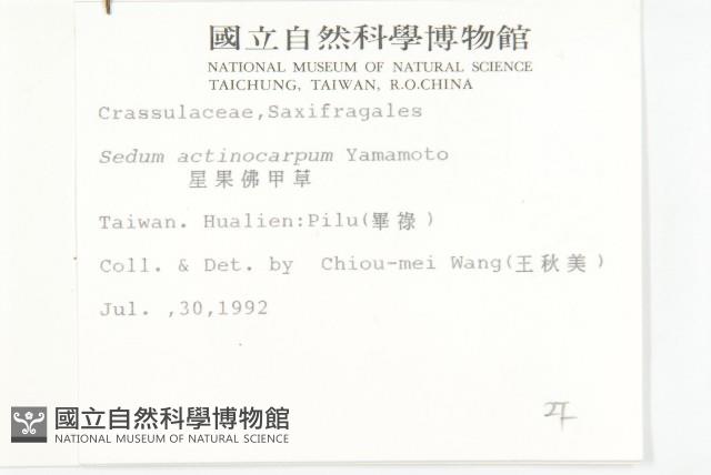 星果佛甲草藏品圖，第2張