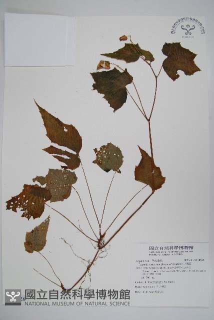 水鴨腳藏品圖，第1張