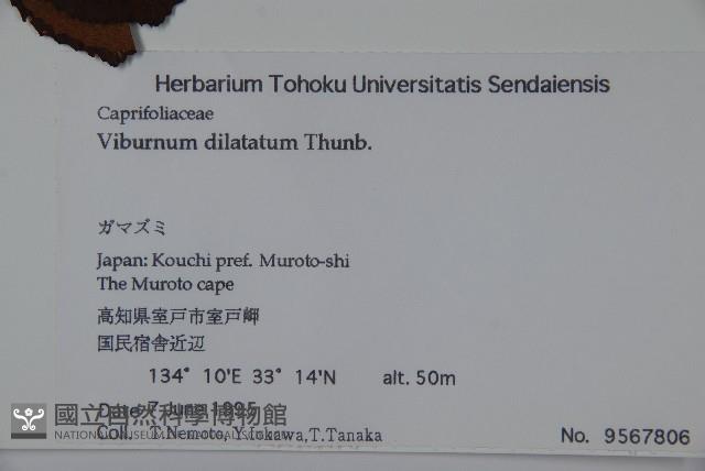 莢迷藏品圖，第2張