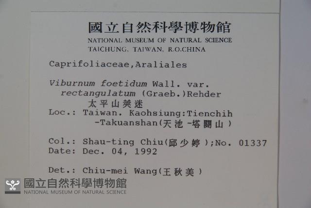 狹葉莢迷藏品圖，第2張