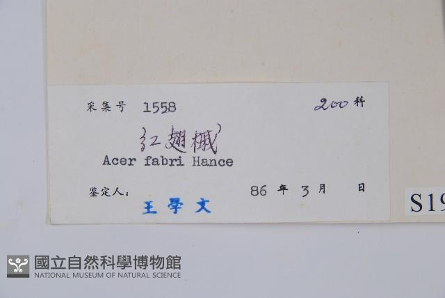 紅翅槭藏品圖，第2張