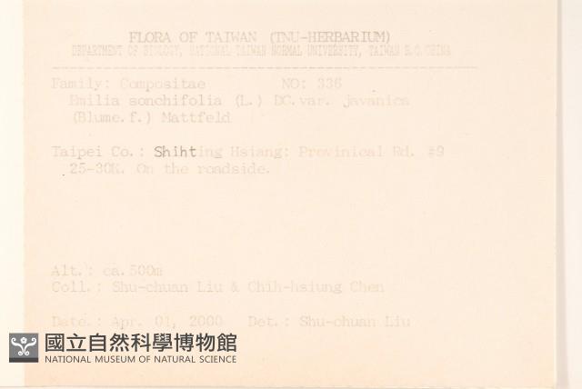 紫背草藏品圖，第2張