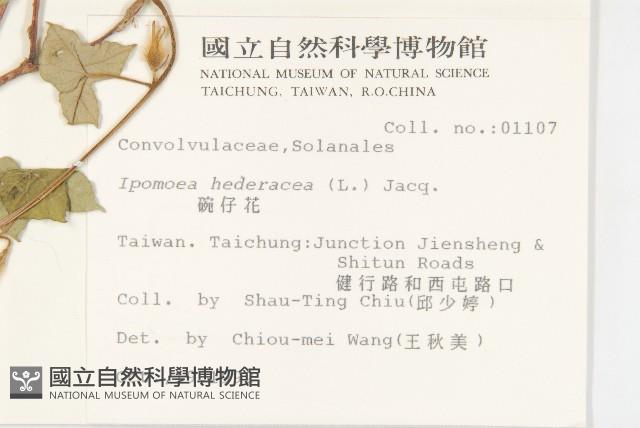 碗仔花藏品圖，第2張