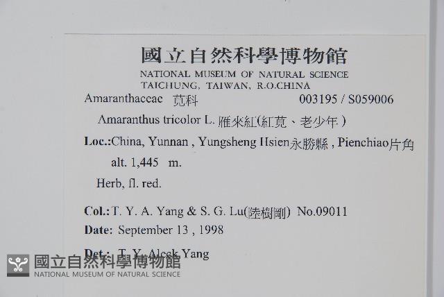 雁來紅、紅莧、老少年藏品圖，第2張