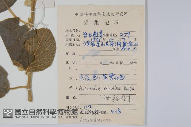 毛花楊桃藏品圖，第2張