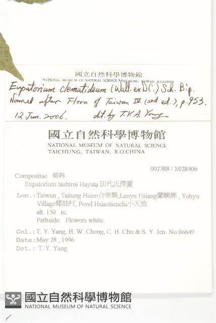 田代氏澤蘭藏品圖，第2張