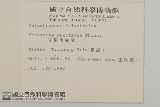 光果南蛇藤藏品圖，第2張