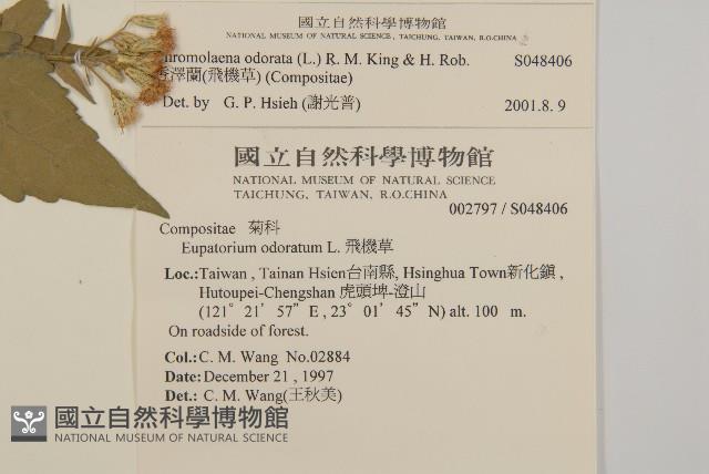 香澤蘭、飛機草藏品圖，第2張