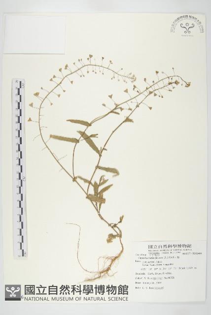 薺藏品圖，第4張