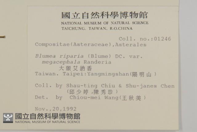 大頭艾納香藏品圖，第2張