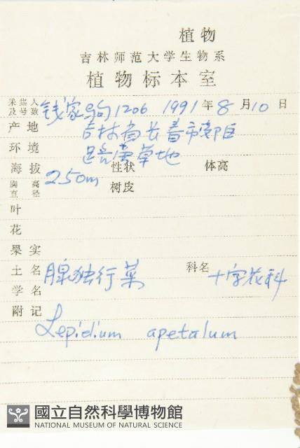 腺獨行菜藏品圖，第2張