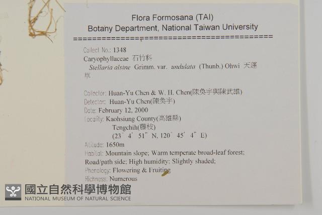 天蓬草、雀舌草藏品圖，第2張