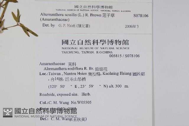 蓮子草藏品圖，第2張