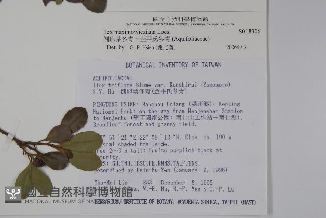 倒卵葉冬青、金平氏冬青藏品圖，第2張