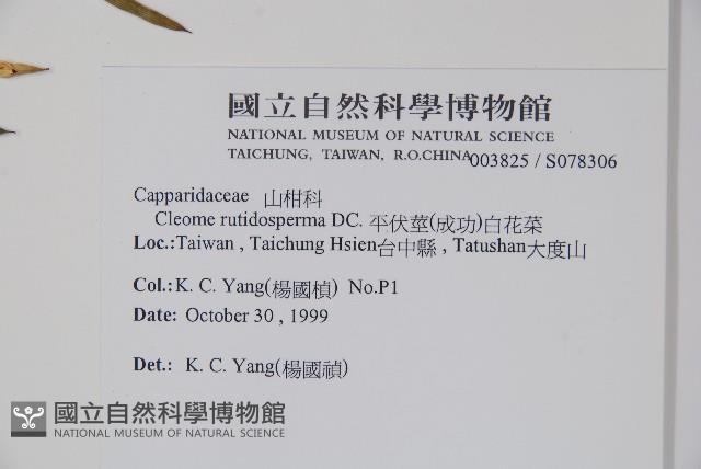 平伏莖白花菜、成功白花菜藏品圖，第2張