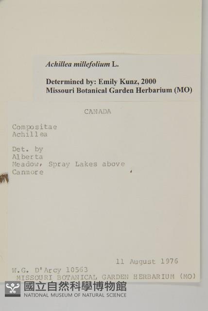 洋蓍草、千葉蓍藏品圖，第2張