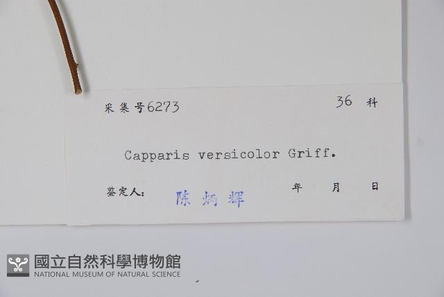 屈頭雞藏品圖，第2張