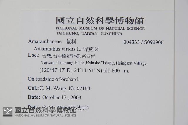 野莧菜藏品圖，第2張