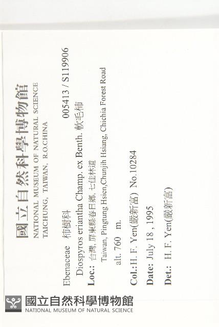 軟毛柿藏品圖，第2張