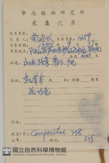 東風菜藏品圖，第2張