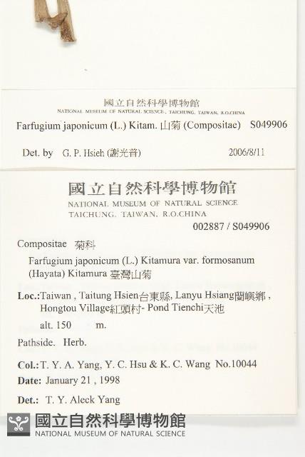 山菊藏品圖，第2張