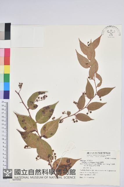 白珠樹藏品圖，第1張