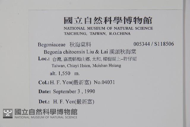 溪頭秋海棠藏品圖，第2張